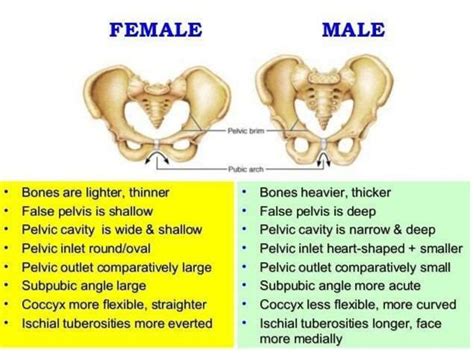 Anatomy Pelvic Bone