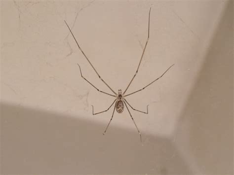 Curiosidades que no sabías de las arañas de patas largas CABROWORLD