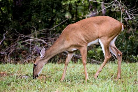White Tailed Deer In Florida