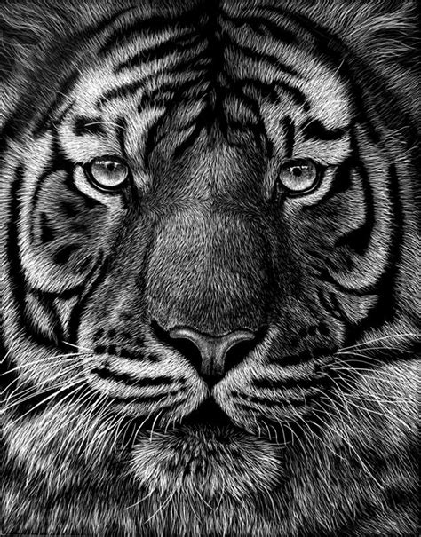 Amazing Detail On This Scratchboard Tiger Scratchboard