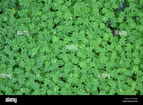 Irish Clover Hi Res Stock Photography And Images Alamy