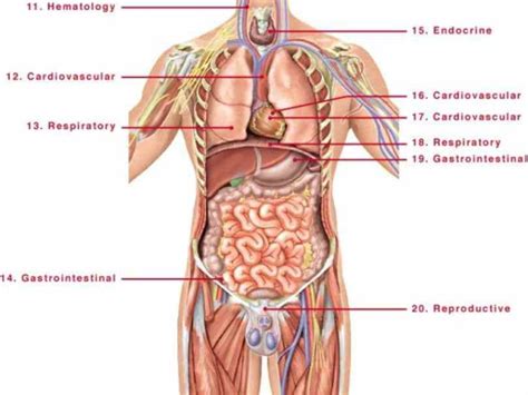 Internal organs diagram diagram of internal organs from the back electrical wiring diagram. space introduction Picture Of Human Body With Organs Labeled to diagram of internal organs human ...