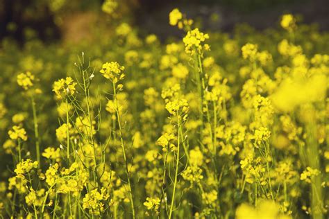 What Does A Mustard Plant Look Like Mustard Seed Plant Mustard Greens