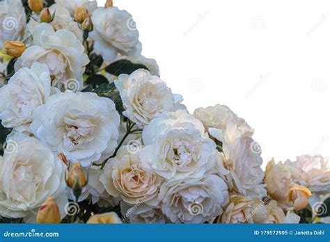 Close Up Photo Of White Tender Roses Isolated On White Background