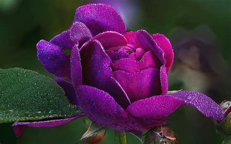 Download Wallpapers Purple Rose Beautiful Purple Flower
