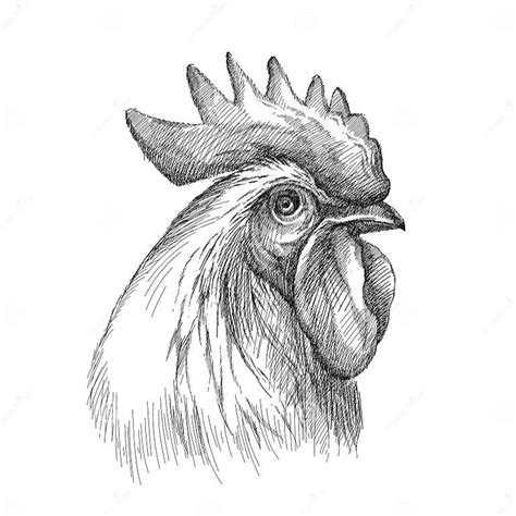vector sketch of rooster or head profile in black isolated on white background silhouette of
