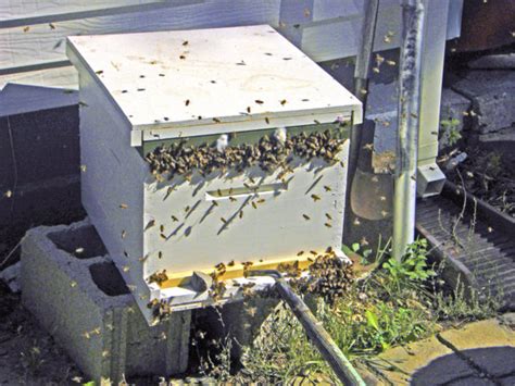 How To Stop Robbing Honey Bees Honey Bee Suite