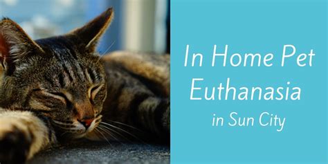 At Home Pet Euthanasia Kansas City Pet Friendly Hotels Near Me