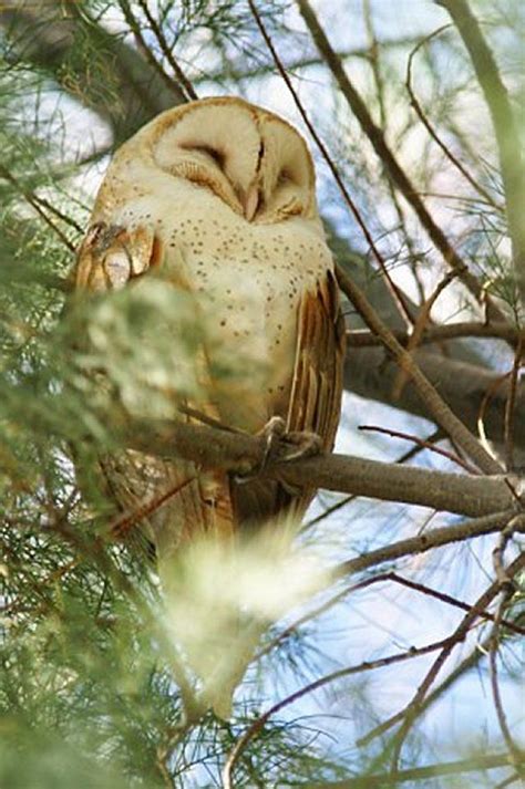 Beautiful Sleeping Barn Owl Обыкновенная сипуха Сипухи Картинки с совой