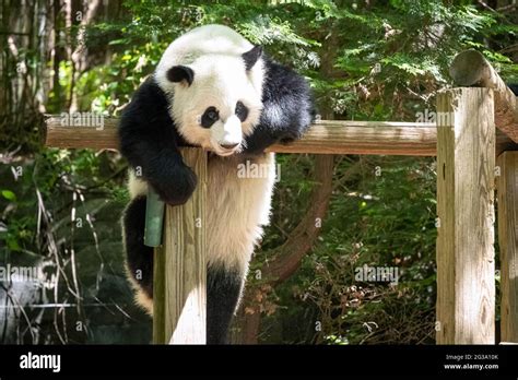 Giant Panda Bear Ailuropoda Melanoleuca Climbing At Zoo Atlanta In