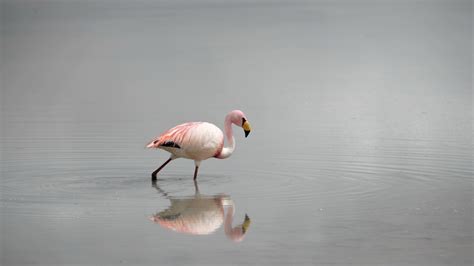 Flamingo Bird In Water 4k Wallpaper Wallpapers Share