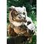 Great Horned Owl  Binder Park Zoo