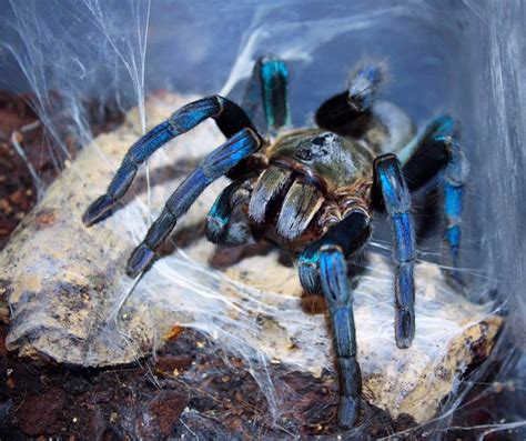 Cobalt Blue Tarantula Strange Animals Podcast