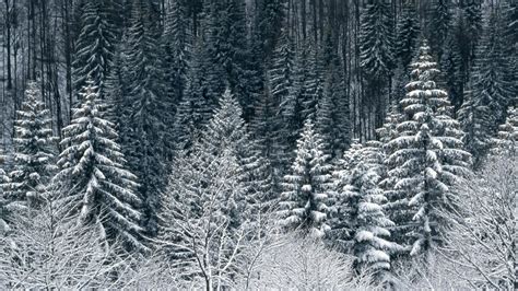 2560x1440 Snow Trees Forest Desktop Pc And Mac Wallpaper Winter