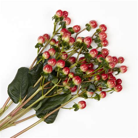 Red Hypericum Berries Calyx Flowers Inc