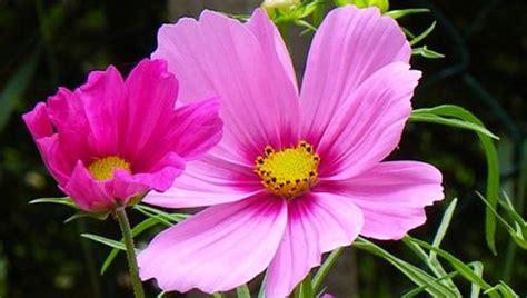 Delizioso bouquet bianco, rosa, giallo realizzato con fiori tipo di campo, associato ad una crema viso per pelli facilmente arrossabili e con cuperose. IL SIGNIFICATO DEI FIORI #COSMEA Pianta annuale ...