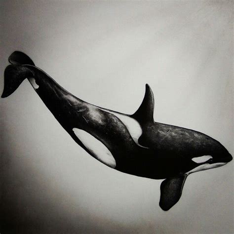 How To Draw A Killer Whale At Drawing Tutorials