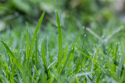 Free Images Water Nature Dew Field Lawn Meadow Prairie Leaf