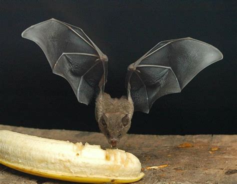 Haha Bat Eating A Banana Fruit Bat Bat Bat Species