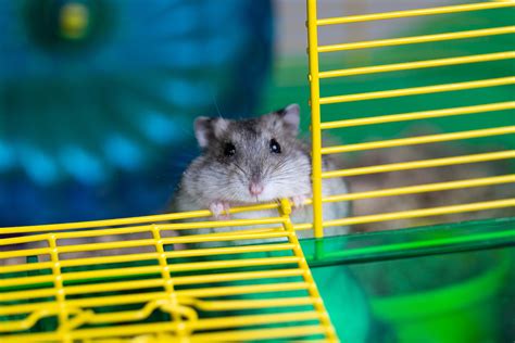 Hamster Cages Information Size And Qandas Critter Mamas