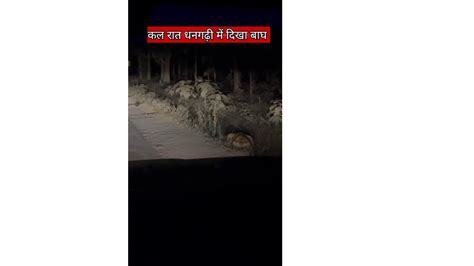 Tiger Night Live Video Uttrakhand Video Dailymotion