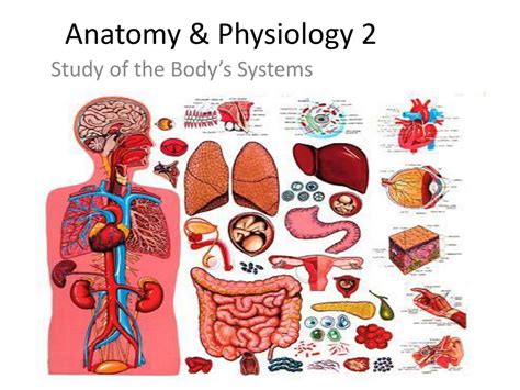 Ppt Anatomy And Physiology 2 Powerpoint Presentation Free Download