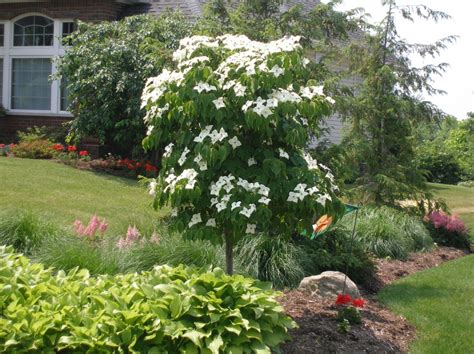 Don't let a small yard stop you from enjoying all the benefits of flowering trees. Dogwood - Gammon's Garden Center & Landscape Nursery