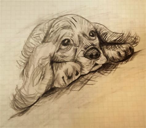 Perro Perrito Dibujo A Lápiz Perros Dibujos A Lapiz Perro Amigo
