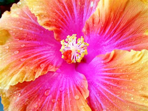 My Favorite Flower Ever Hibiscus Bloom Earth God Fruit Country