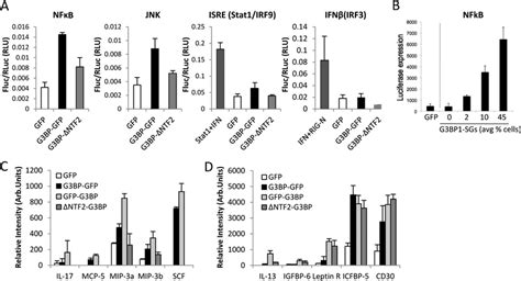 Nf B And Jnk Transcription Are Activated By G3bp1 Gfp Expression A