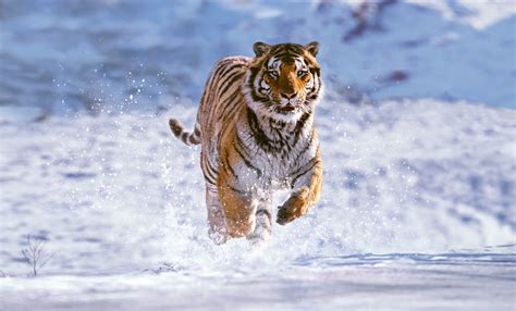 Siberian Tiger Running In The Snow China Praxis Für Osteopathie In Alfter