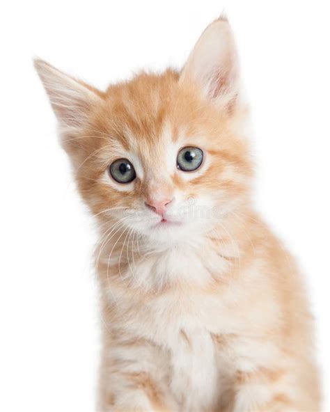 Adorable Orange Tabby Kitty Closeup Stock Photo Image Of Young Shot