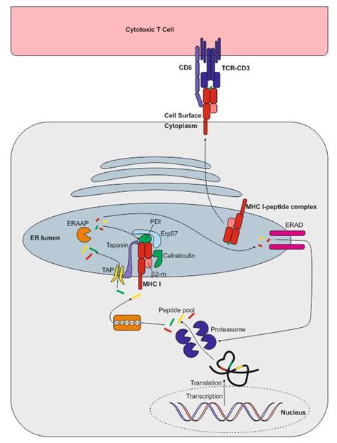 Antigen Processing And Presentation Pathways