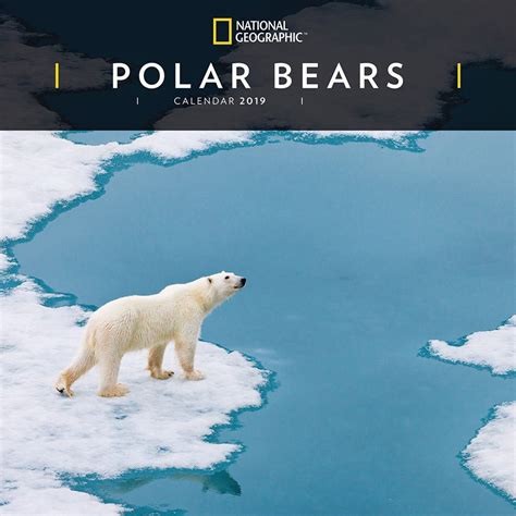 National Geographic Polar Bears 2019 Wall Calendar National Geographic