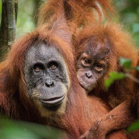 Orangutan With Baby In Gunung Leuser National Park Sumatra