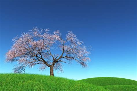 Lonely Cherry Blossom Tree In A Meadow 3d Render Stock Illustration