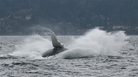 Whales Come To Play On Puget Sound Photo 15