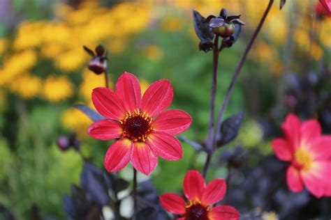 Sometimes, applying fertilizer at the wrong time can set plants back. How and Why to Use Flower Fertilizer - Longfield Gardens
