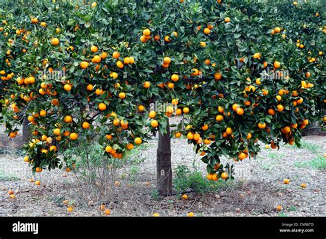 Árbol De Naranja Citrus Sinensis Orange Tree España Balearen