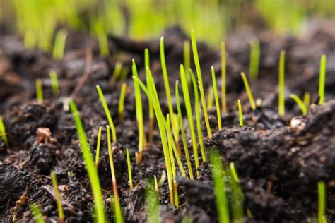 How To Plant Grass After Construction Sod University Sod Solutions