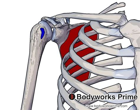 Subscapularis Muscle Origin Insertion And Action Bodyworks Prime