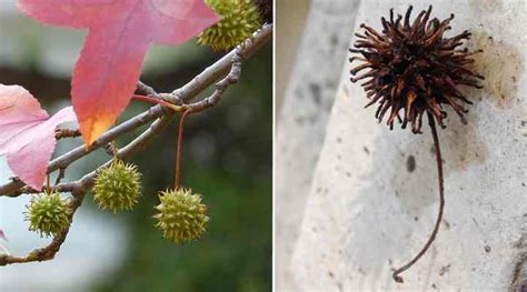 Sweetgum Trees Gumball Tree Types Leaves Identification Pictures