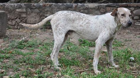 Ook het aantal nieuwe infecties daalt, met gemiddeld nu. #GNvdD: Hond ondertekent nieuwe Braziliaanse dierenwet ...