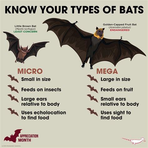 Bat Conservation Know Your Bats