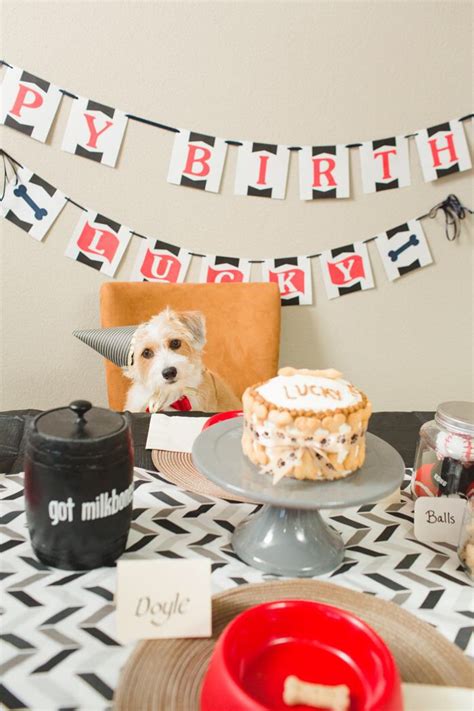 5 Dog Birthday Parties Better Than Yours Healthy Paws Pet Insurance