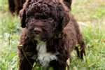 We've compiled the top 20 male and female names for 2017 after analyzing the sale of 304 lagotto romagnolo dogs. Lagotto Romagnolo Puppies for Sale from Reputable Dog Breeders