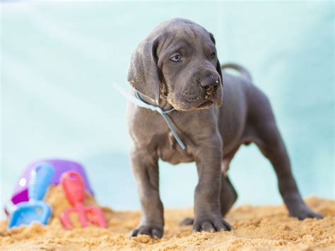 There are a lot of really good resources to feeding a raw or homemade cooked diet. 7 Best Dog Foods for Great Danes (2019 Reviews) | Canine Weekly