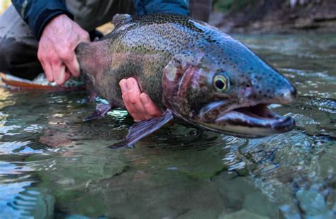 4 Ways To Prep For Steelhead Fly Fishing Now The Fly Crate