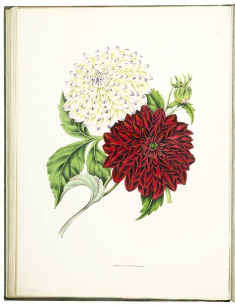 the beauties of flora with botanic and poetic illustrations being a selection of flowers drawn