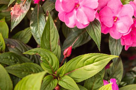 How To Grow And Care For New Guinea Impatiens